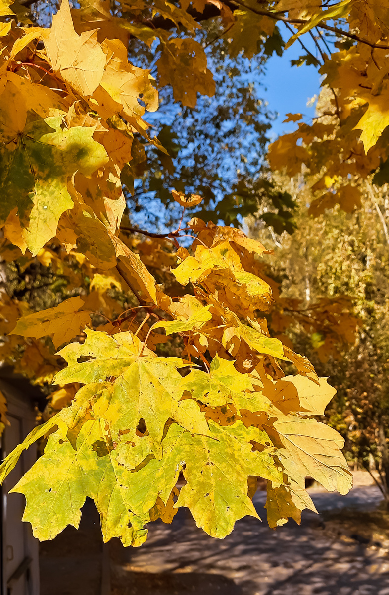 Кленовые листья