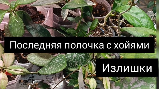 Последняя полочка с хойями// излишки 🌿