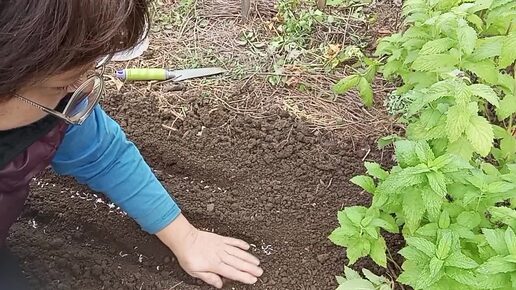 Все про ЧЕСНОК🧄 Подготовка.Посадка☺02.10.24г