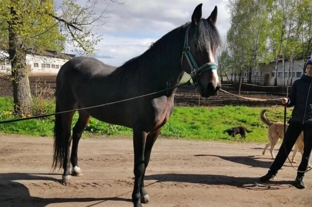    Псковский конный завод, куда она приехала работать девчонкой, поразил ее сразу Фото: предоставлено Людмилой Яковлевой