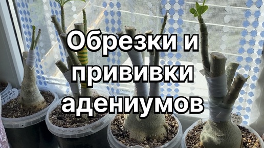 Подготовка адениумов к зимовке. Массовые обрезки и прививки. Зацвел красивый адениум. 4 октября 2024 г.