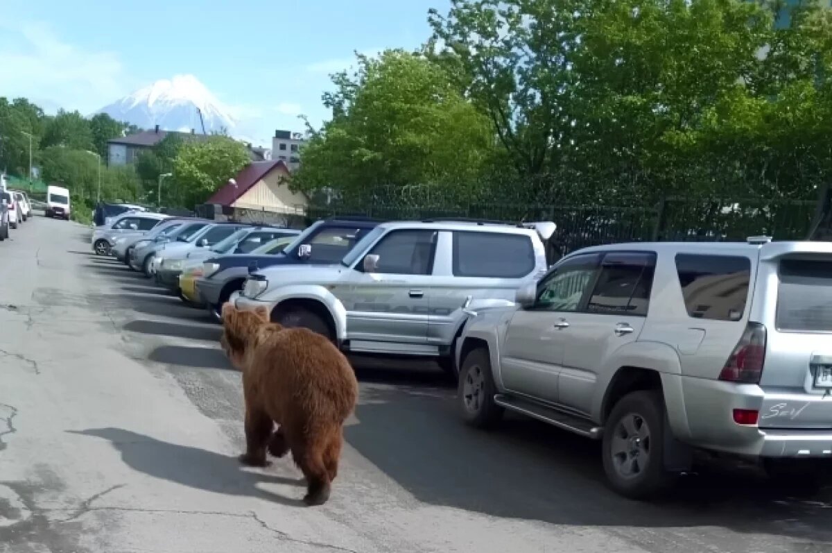    На Камчатке из-за выходов медведей продлили режим готовности до 11 октября