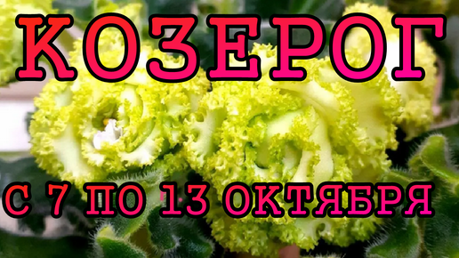 КОЗЕРОГ таро прогноз на неделю с 7 по 13 ОКТЯБРЯ 2024 года.