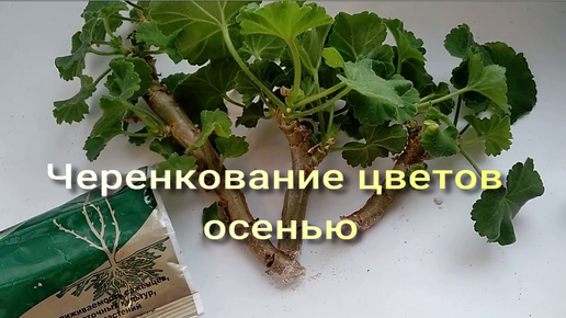 Черенкую цветы осенью: какие укореняются в воде, а какие — в грунте