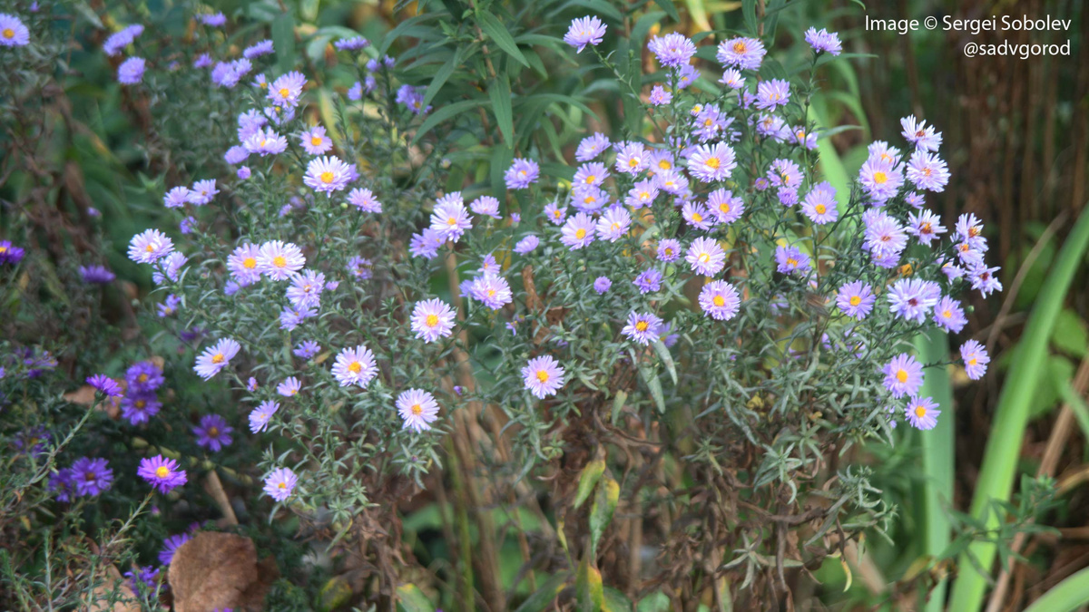 'Blue Lagoon'. Слева виднеется 'Royal Purple'.