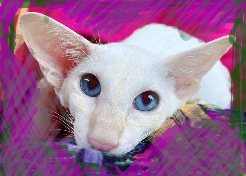 Фотоколлаж для иллюстрации статьи.