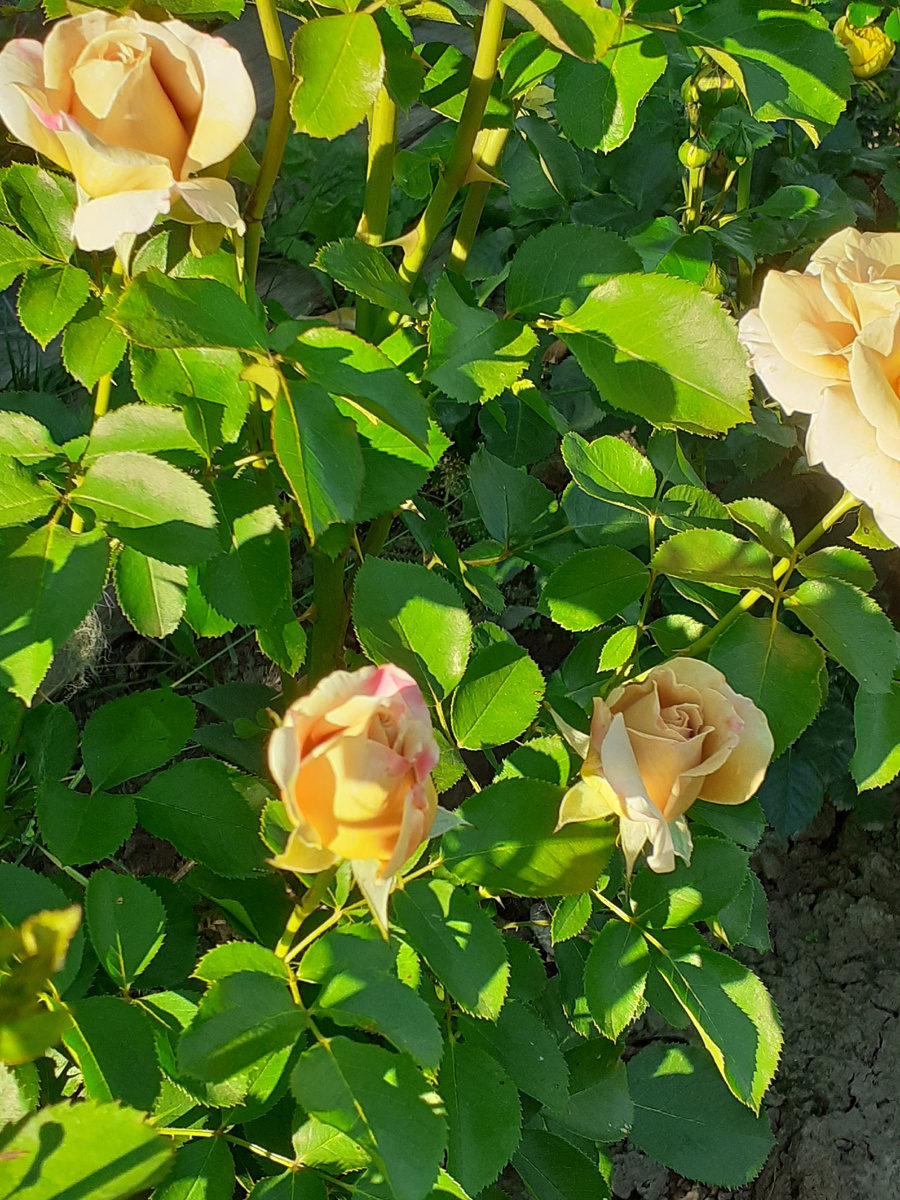 Хоней Дижен