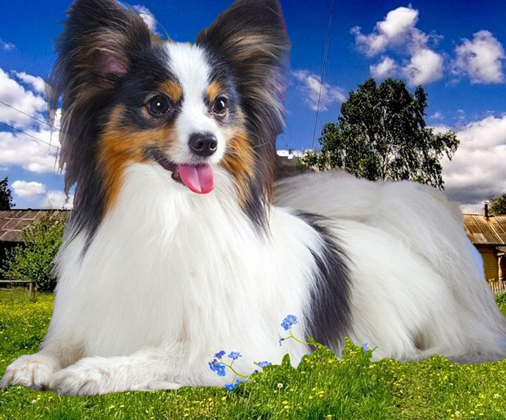 Собака породы той-спаниель или папильон 