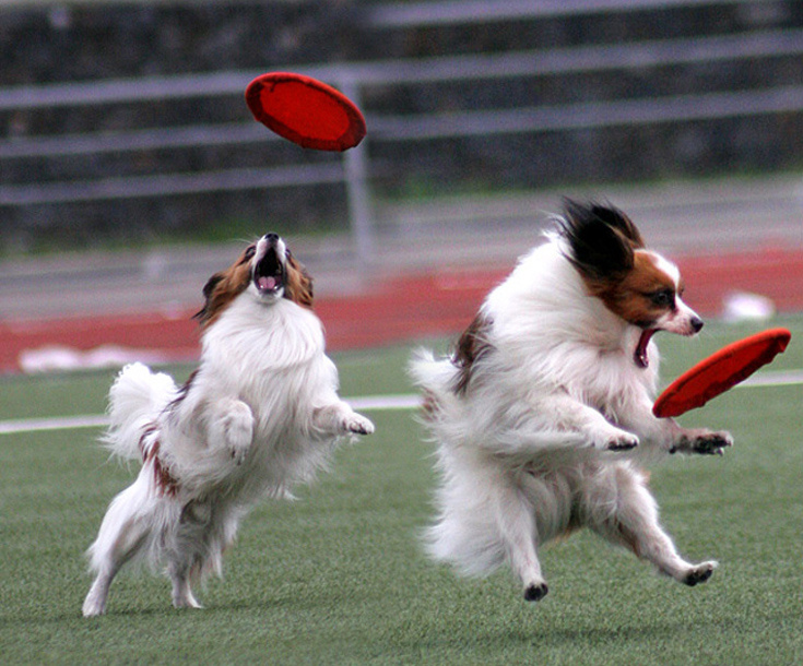 Папильон очень любит подвижные игры и фрисби