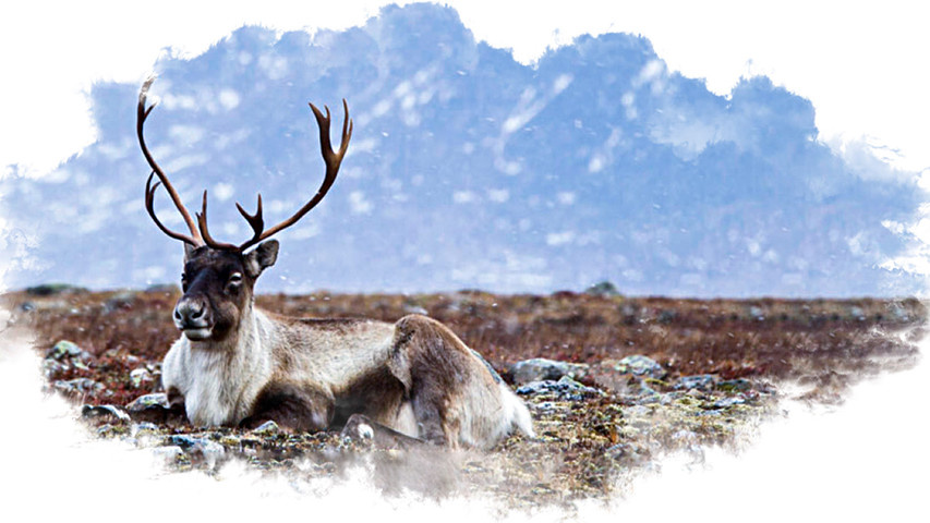     hanawayhsia.ru Охота Сибири