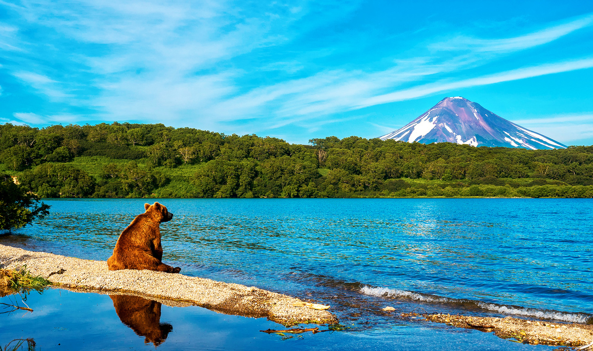 На Камчатке обитает около 20 тыс. медведей, т.е. 15% от общего числа в России