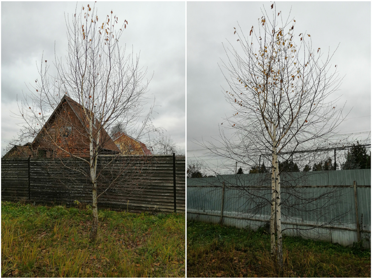 Такими я их сфотографировала 11 ноября 2024.