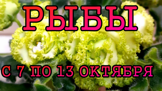 РЫБЫ таро прогноз на неделю с 7 по 13 ОКТЯБРЯ 2024 года.