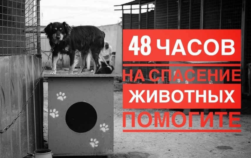Есть всего 48 часов, чтобы НЕ ПОТЕРЯТЬ 500 собак!
