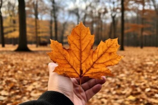     Почему осенью желтеют и опадают листья? Ответ на этот вопрос знают единицы
