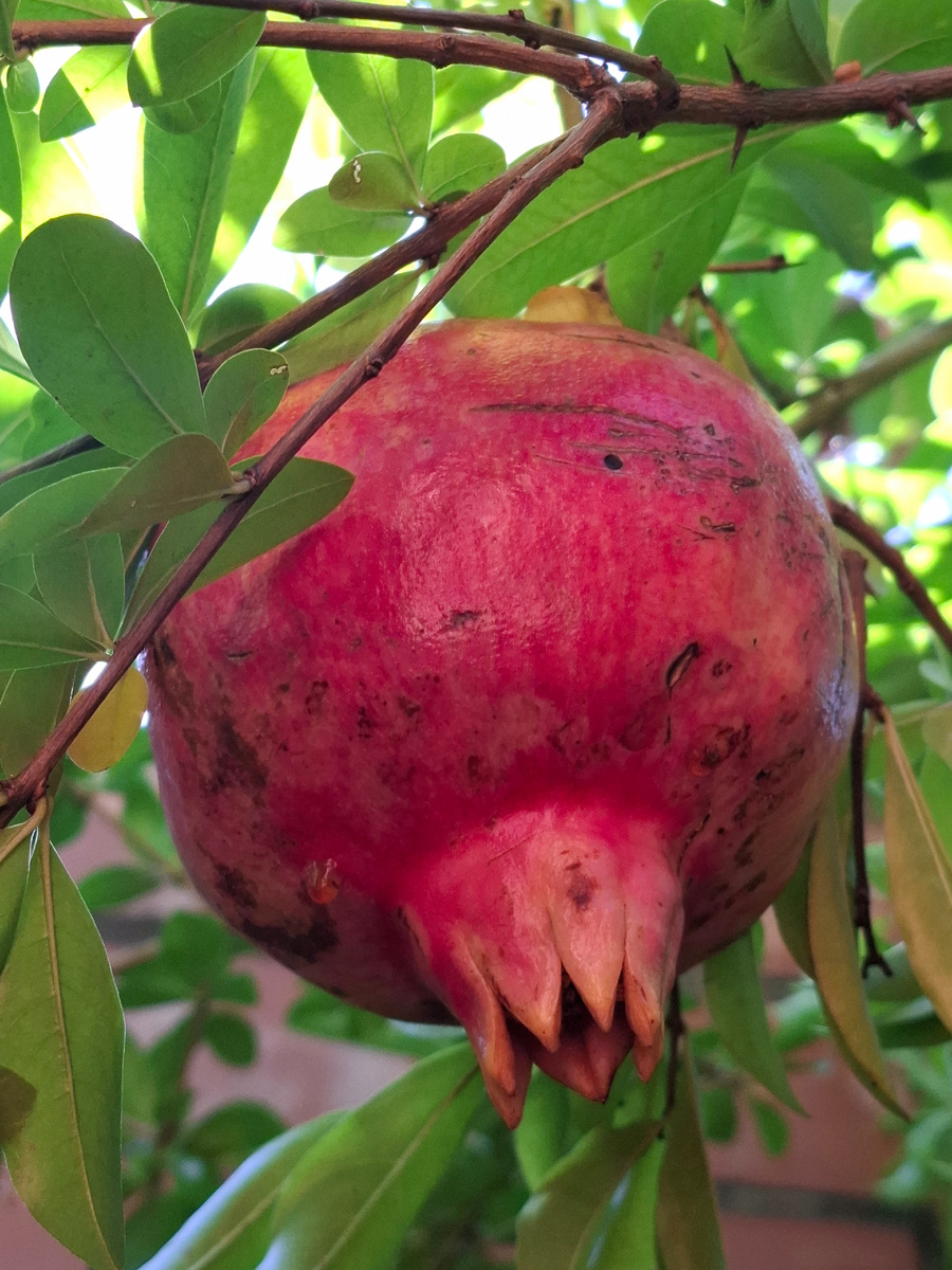 Фото автора.Гранаты в саду 04.10.24год.