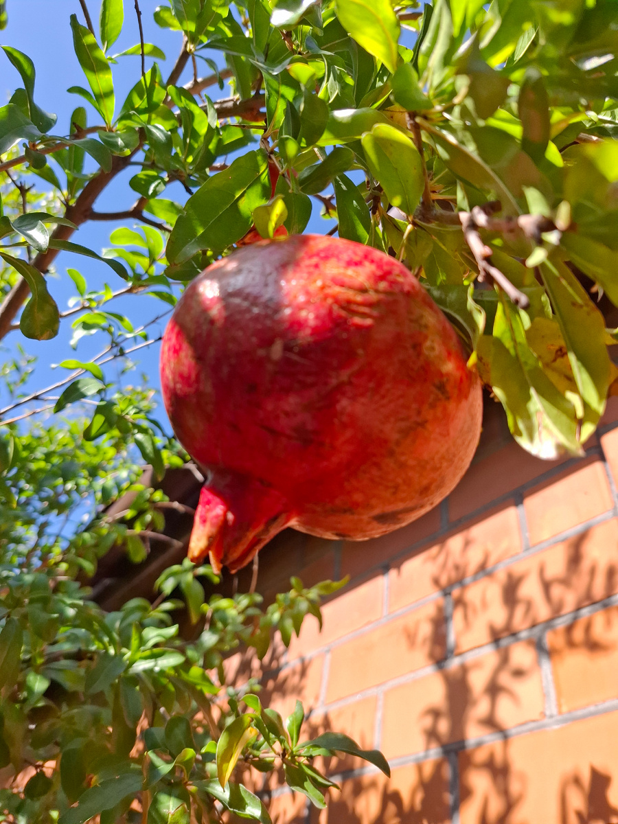 Фото автора.Гранаты в саду.04.10.24г.