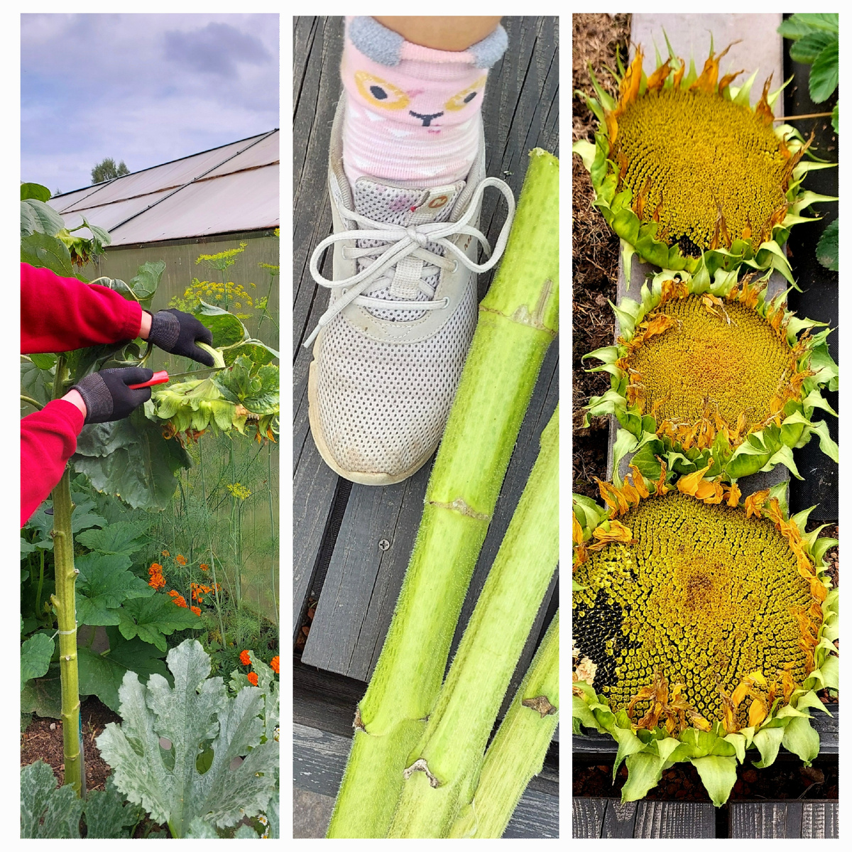 Семечки тоже были. Не крупные.