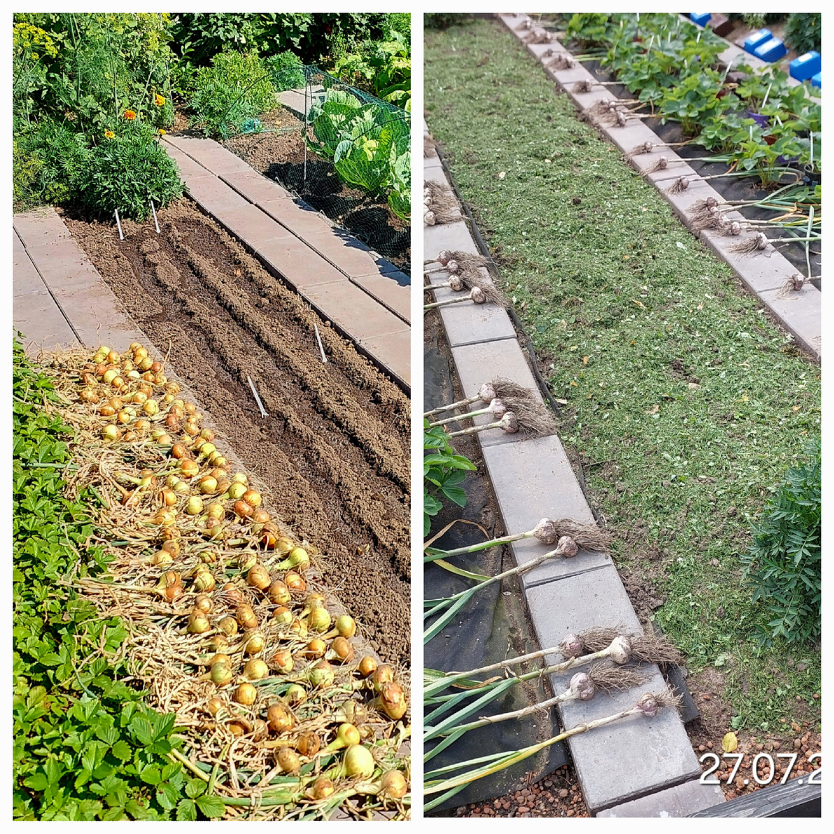 Лук убрала даже раньше чеснока. Засох. Жарко было и сухо.