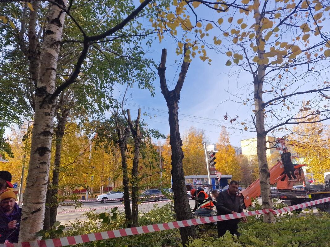    Кроны тополей обрежут в Сургуте этой осенью