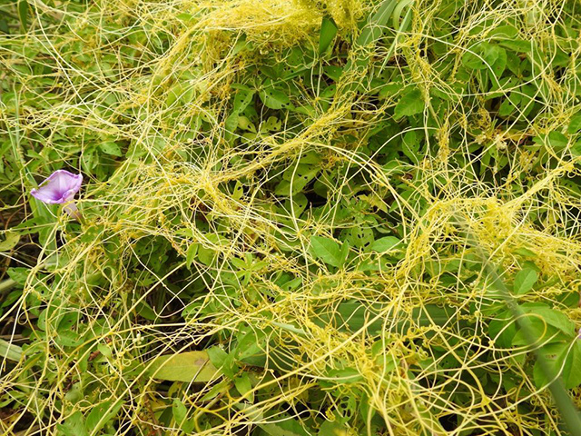 Житель Твери попросил РСХН проверить найденное им растение на вредность