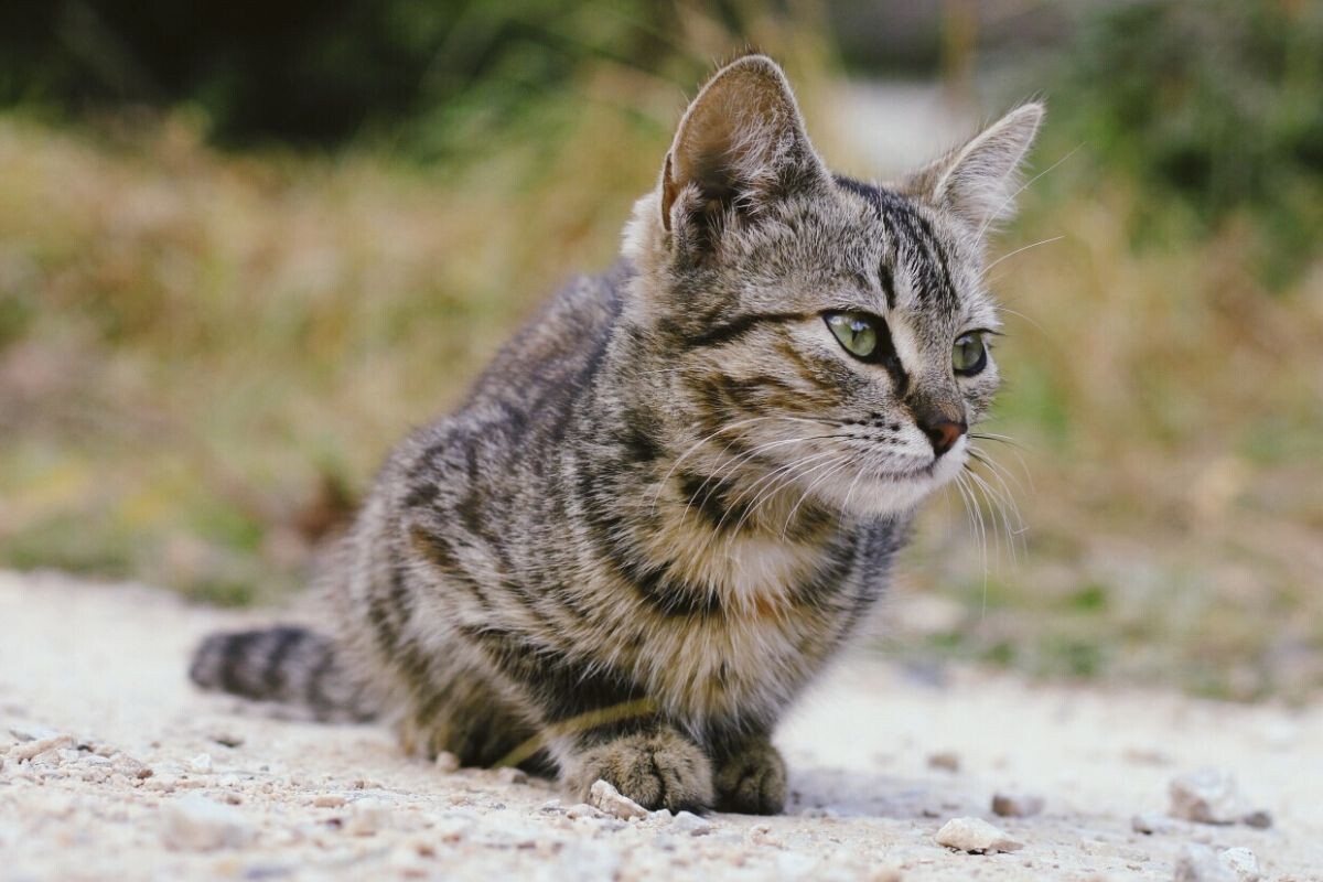 Кот на дороге 