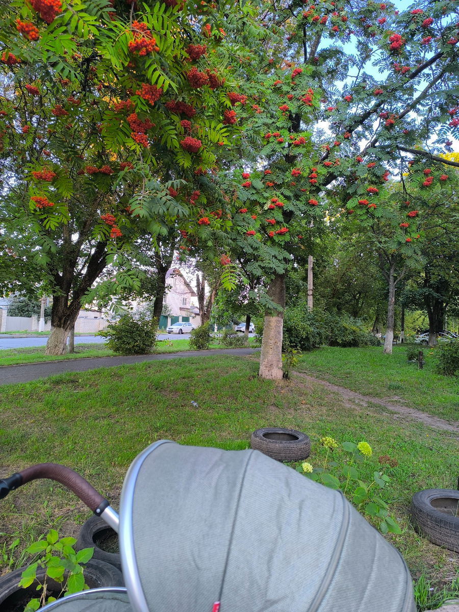 Рябина - красавица 🌳