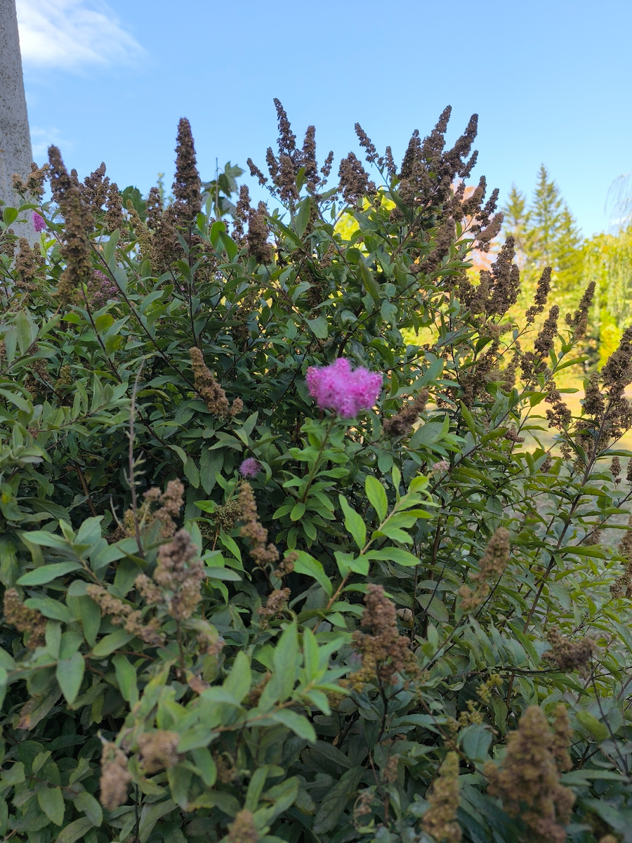 В море осени капелька лета 💧☘️🪻