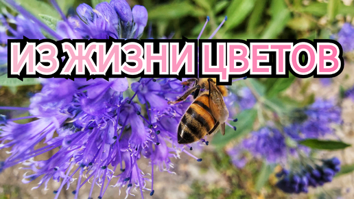 🌿РЕЛАКС🧘‍♀️ЖИЗНЬ ЦВЕТОВ🪻🐝 СОЕДИНИСЬ С ПРИРОДОЙ🦋