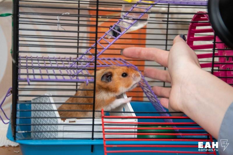    Фото: ЕАН. Мемкоин приложения "Хомяк" вызвал интерес у жителей Свердловской области