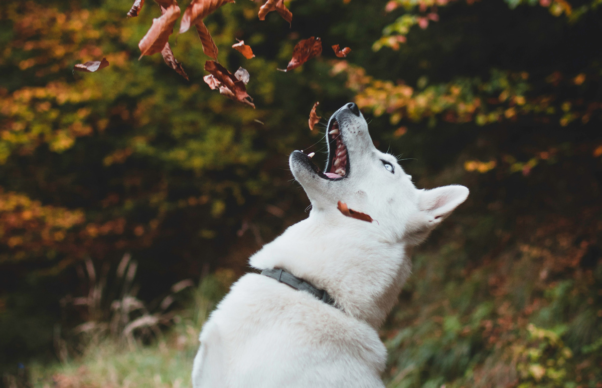 Фото: Tadeusz Lakota/Unsplash.com