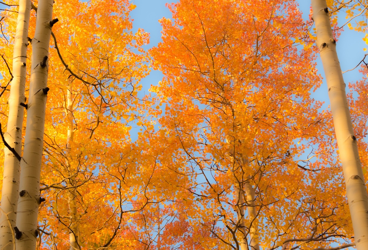 Фото: TheThrillSociety/Pixabay.com