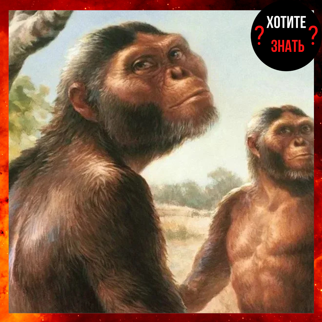 Австралопитеки изображение изинтернета