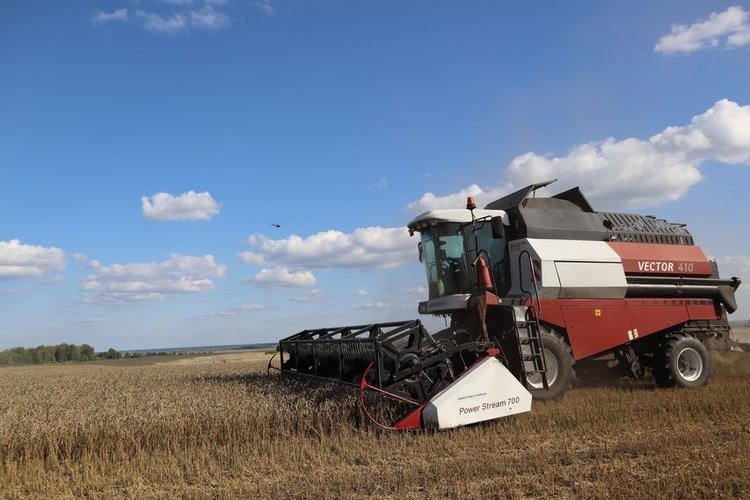     Какой сорт озимой пшеницы показал наибольшую урожайность в Курганском НИИСХ
