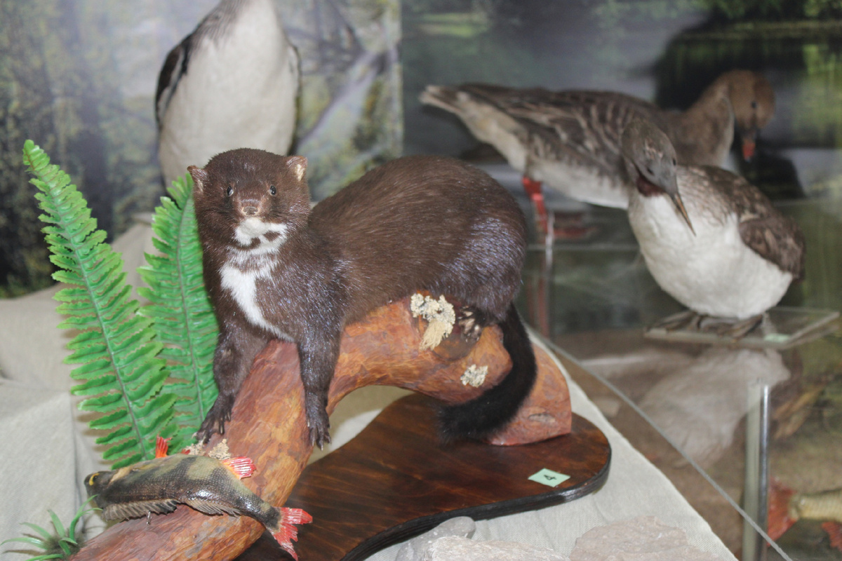 Отдел природы. Источник: museumkomi.ru