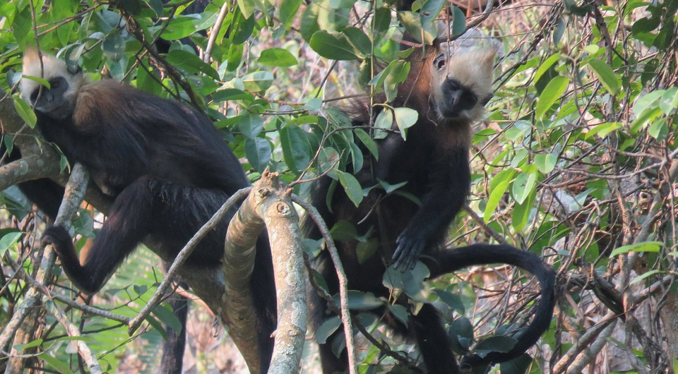   ALOnIShOnETH / Wikimedia Commons / CC BY-SA 4.0