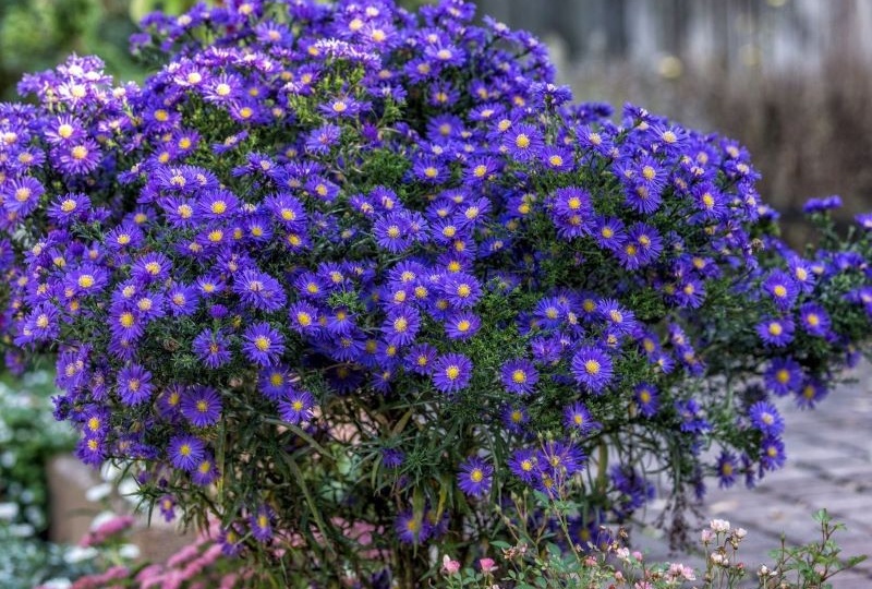 Что делать, чтобы сентябринки долго цвели? Полив и осенний уход за многолетними астрами