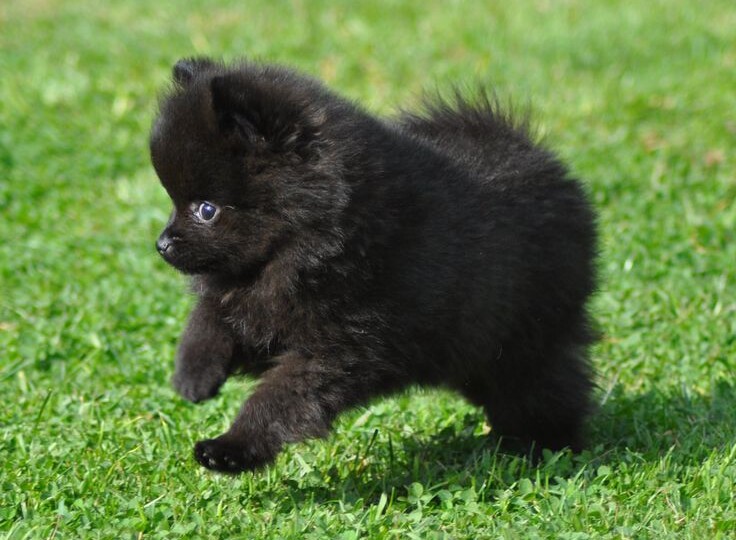 Как у меня появилась первая собака