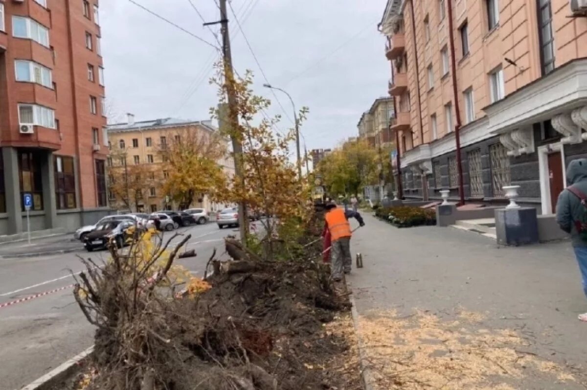    Новосибирцы возмущены вырубкой деревьев на черемуховой аллее
