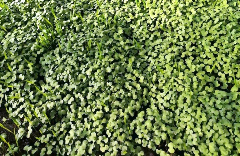 Молодая густая горцица, посаженная в августе: фото из открытых источников