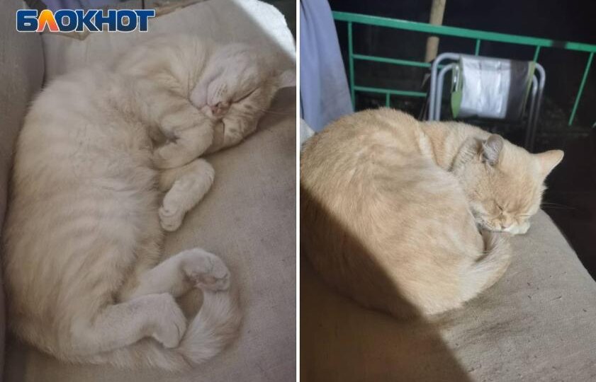 Рыжего ласкового кота отдают в добрые руки в Волжском