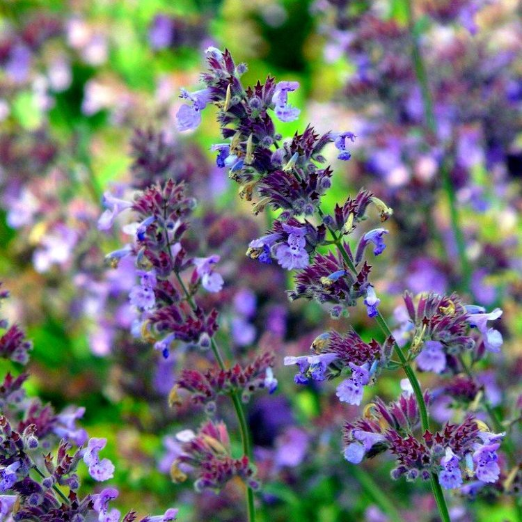 Nepeta cataria