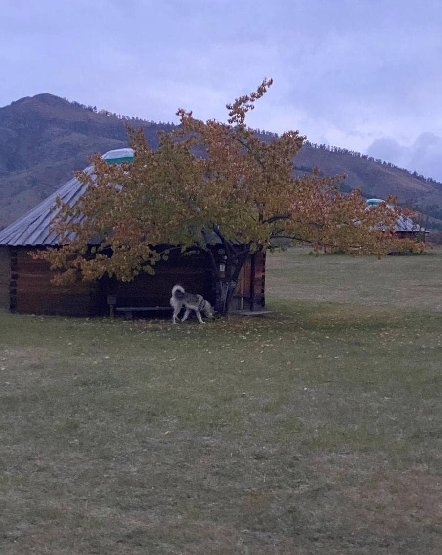    Наш репортёр Юлия Щедрова провела холодную ночь в настоящей юрте, но спала как убитая. Юлия Щедрова