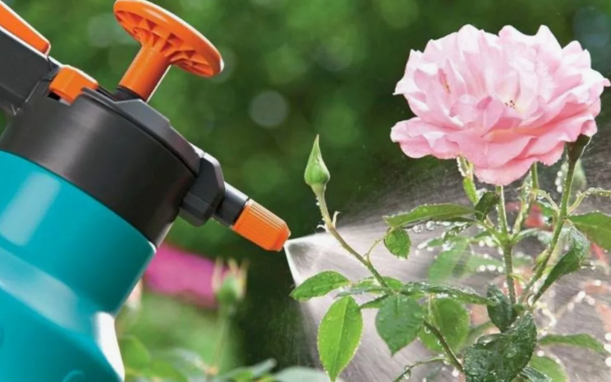 Источник фото: sadkoltso.ru