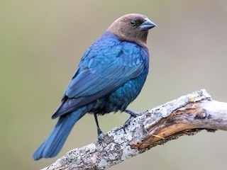 Коровий трупиал (это ж надо было так назвать птичку)