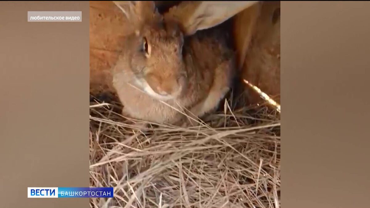    В Курской области волонтеры из Башкирии спасли кролика