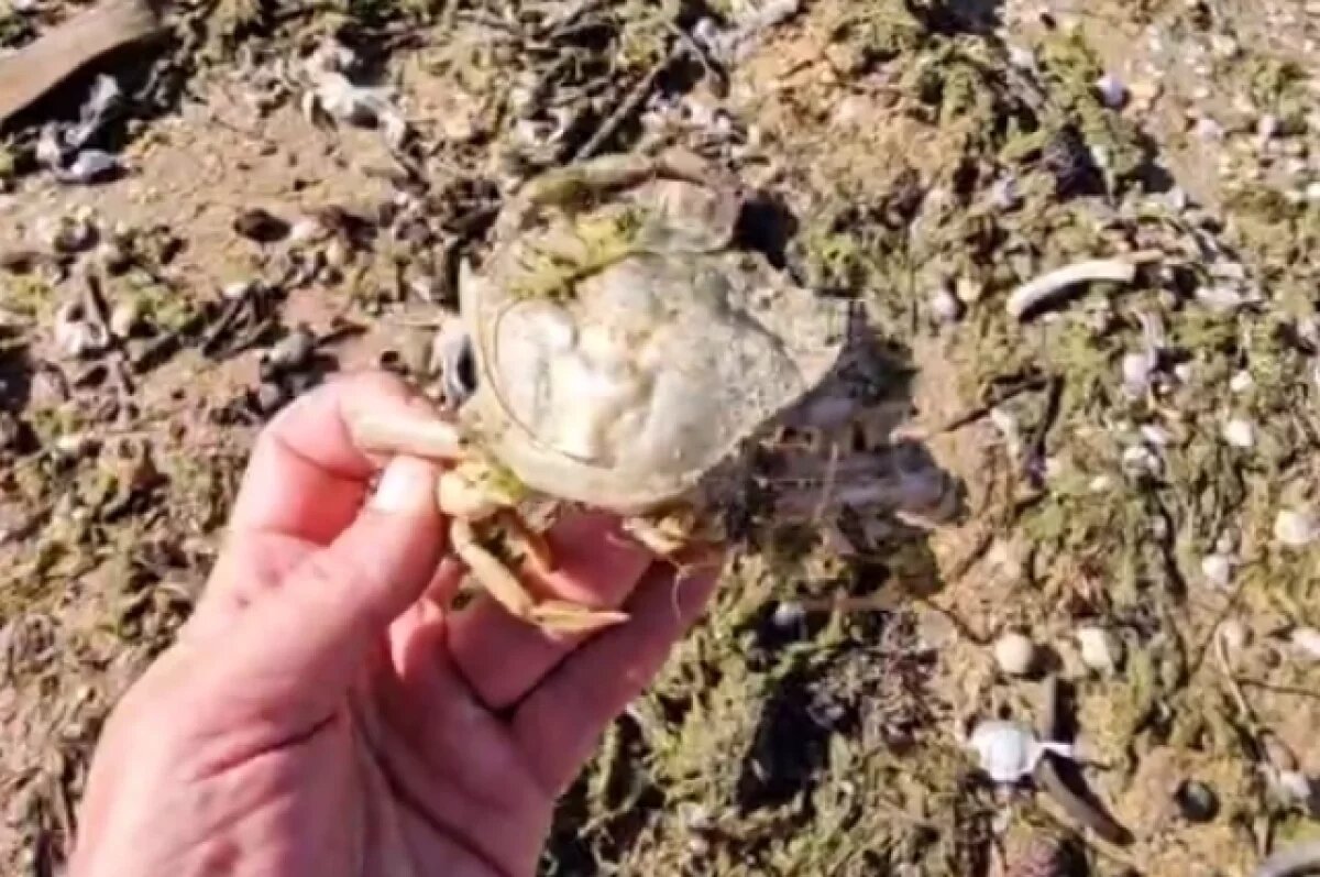    В Анапе на берег моря выбросило огромное количество крабов