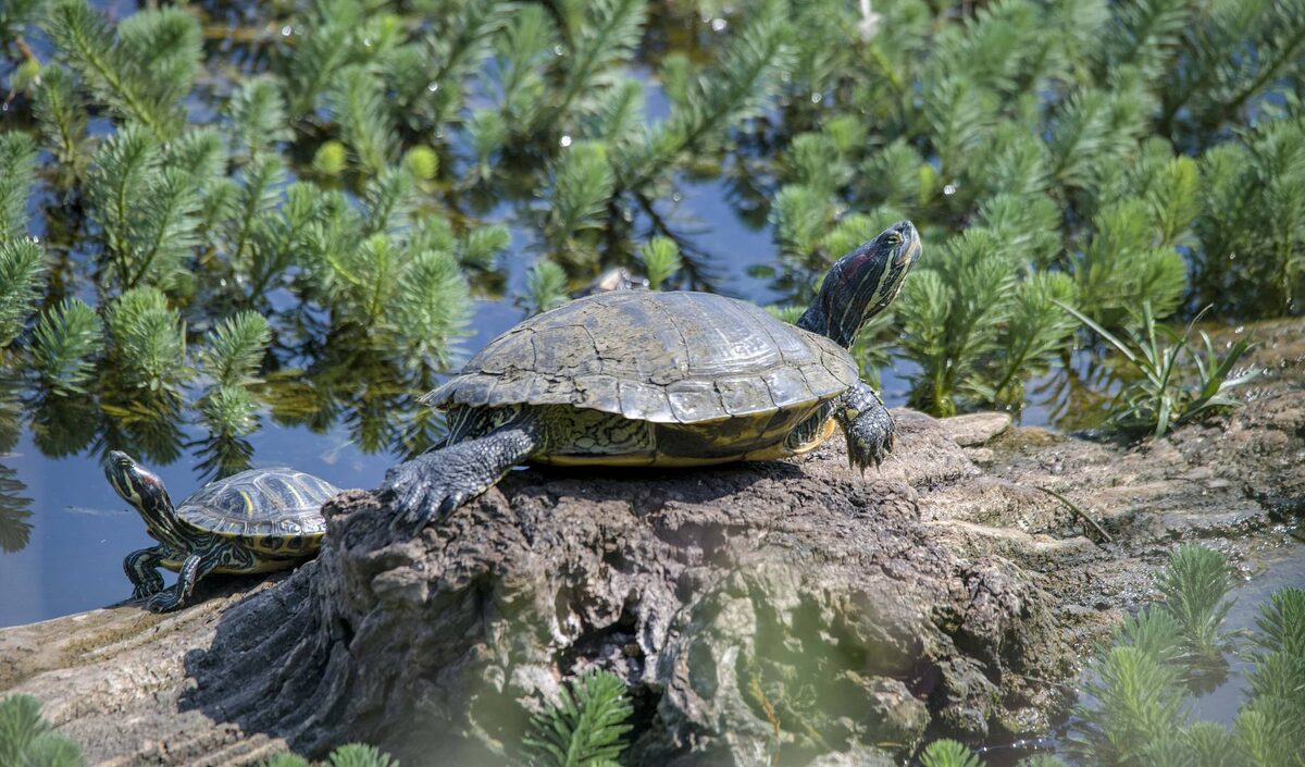    Фото: пресс-служба Сочинского нацпарка/Автор: Роман Кудрявцев