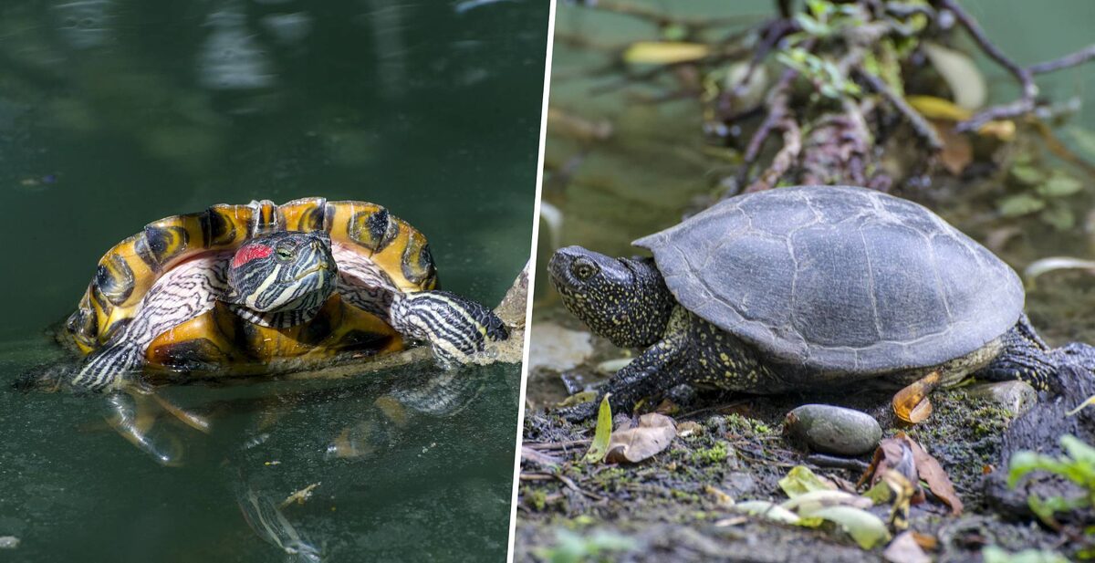    Фото: пресс-служба Сочинского нацпарка/Автор: Роман Кудрявцев