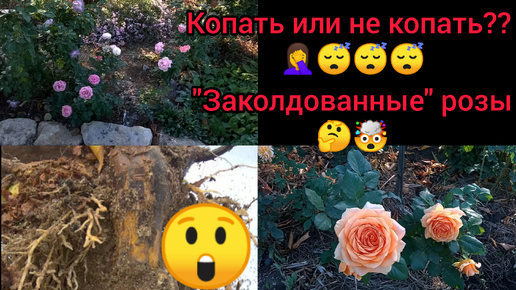 Descargar video: 🌹Роза не растёт никак!!! 🥺😴Что это может быть? 🤔😴... Личный опыт🤷‍♀️ и цветение на 4 октября 🌹😉💕